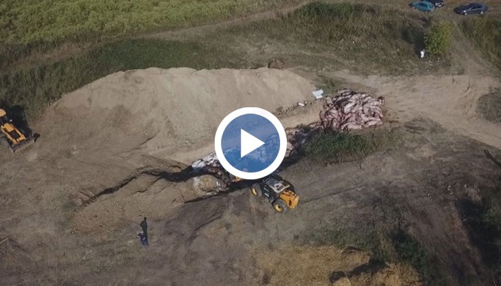 В свинекомплекса в Голямо Враново са евтанизирани само животните с положителни проби за африканска чума