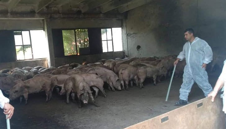 Ако заразата с африканска чума по свинете проникне в почвата, има риск да се заразяват близки водоизточници Ако заразата с африканска чума по свинете проникне в почвата, има риск да се заразяват близки водоизточници