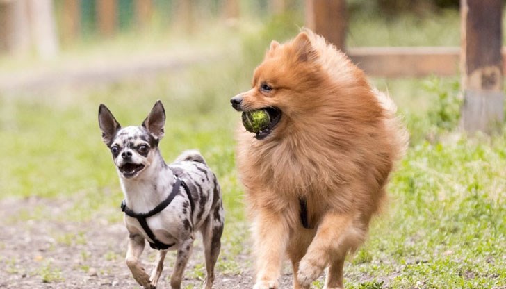 Не увеличаване на санкциите, а ефективният контрол би намалил риска от инциденти с кучета