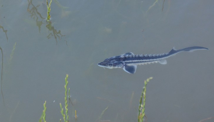 За един месец те изминаха разстояние от 570 километра и увеличиха пет пъти теглото си За един месец те изминаха разстояние от 570 километра и увеличиха пет пъти теглото си