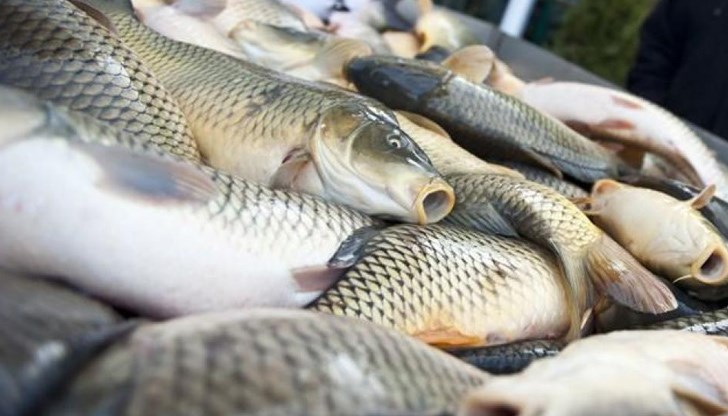 България е изчерпала своите рибни запаси още на 1-ви юни