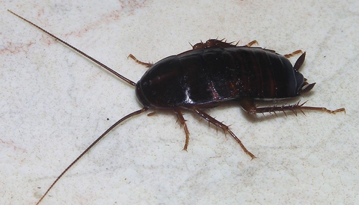 Няма човек, който да не изпитва ужас от мисълта, че в дома му може да има някоя буболечка