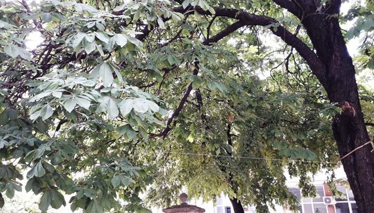 Извънредна проверка в двора на Катедрален храм „Света Троица“