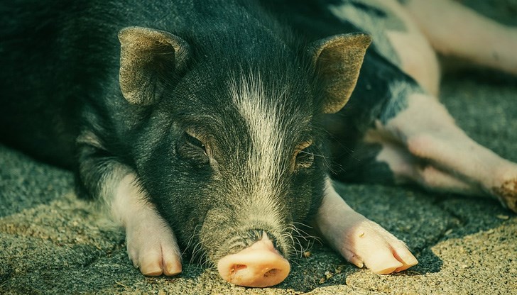 А не е заболяване по хората.... А не е заболяване по хората....