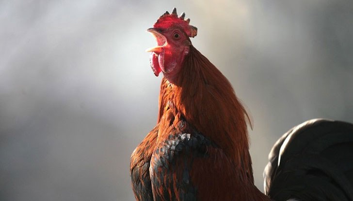 На петела е забранено да напуска курника и той ще седи там в пълна тъмнина На петела е забранено да напуска курника и той ще седи там в пълна тъмнина