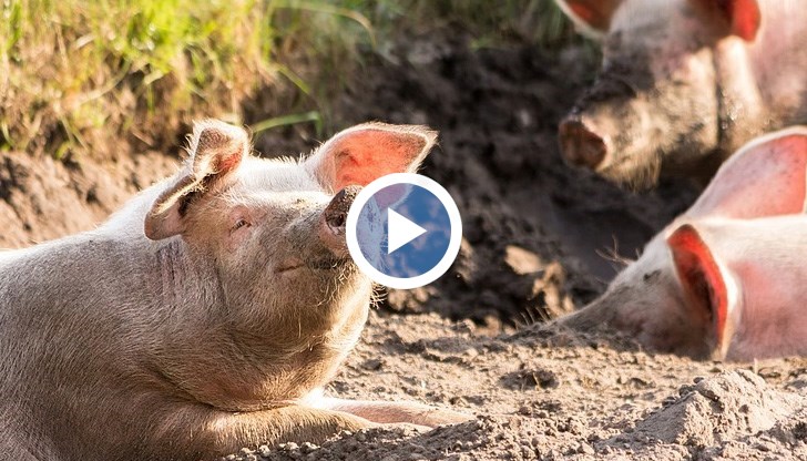 Всички 67 кланици за прасета ще работят само при постоянно присъствие на ветеринар и полиция