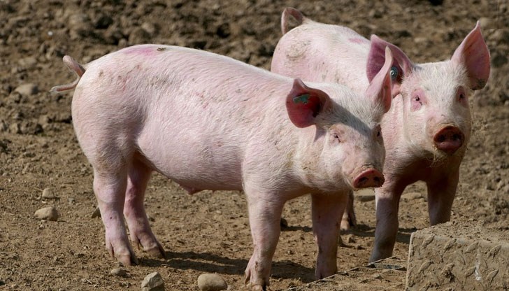 Глоба до 1 000 лева за стопаните, които не го направят Глоба до 1 000 лева за стопаните, които не го направят