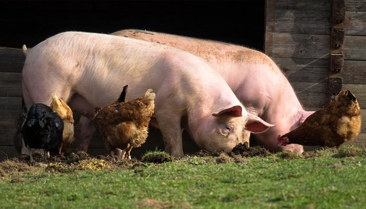 Препоръчват на Десислава Танева да вземе решение за извънредна ситуация в държавата Препоръчват на Десислава Танева да вземе решение за извънредна ситуация в държавата