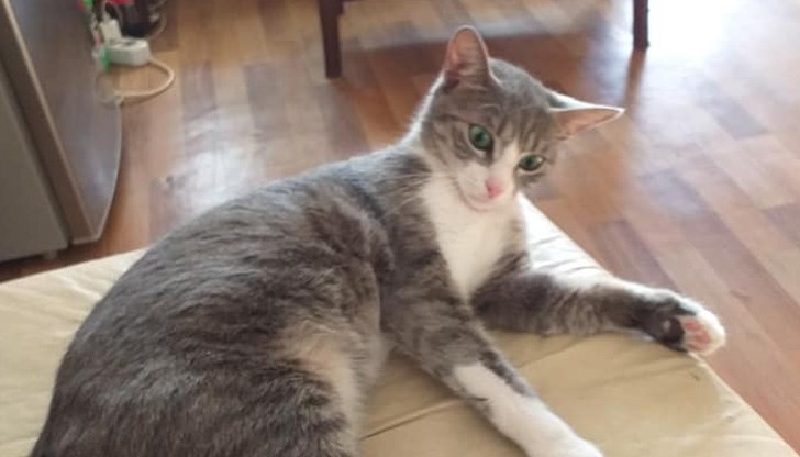 Животинчето е избягало снощи след 23:00 часа през отворен прозорец