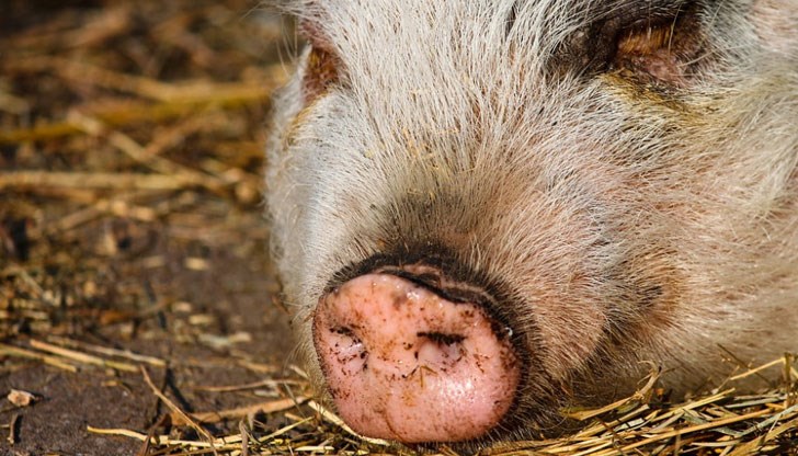 Откриха захвърлен труп на умряла домашна свиня / снимката е илюстративна Откриха захвърлен труп на умряла домашна свиня / снимката е илюстративна