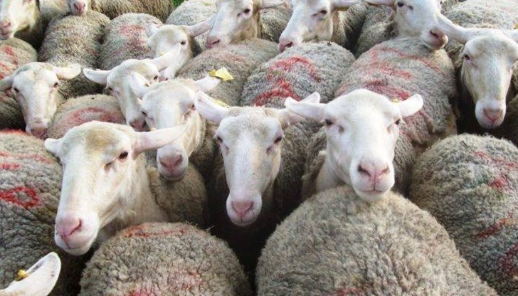 Прави ми впечатление, че чумата постоянно се засели в България Прави ми впечатление, че чумата постоянно се засели в България