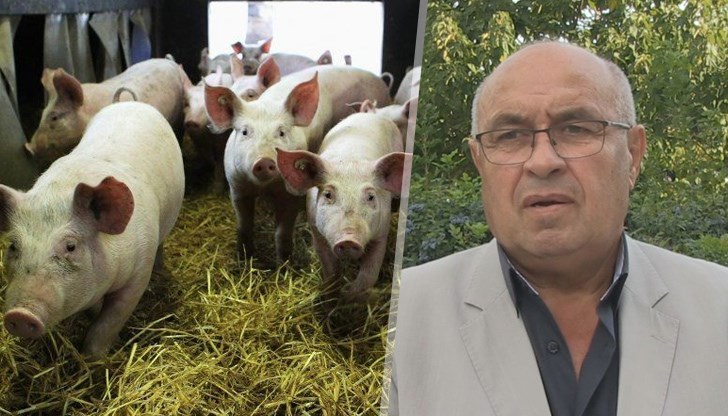 Кметът на Сливо поле: До момента само Бръшлен е засегнат от чумата по свинете