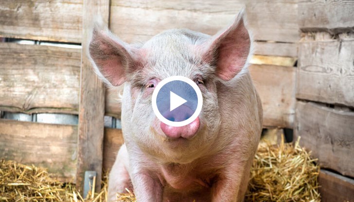 Потвърдиха първи случай на африканска чума в Пловдивско