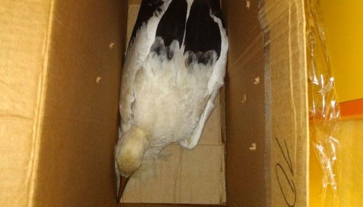 ​Птицата е откарана в специализирана клиника в София