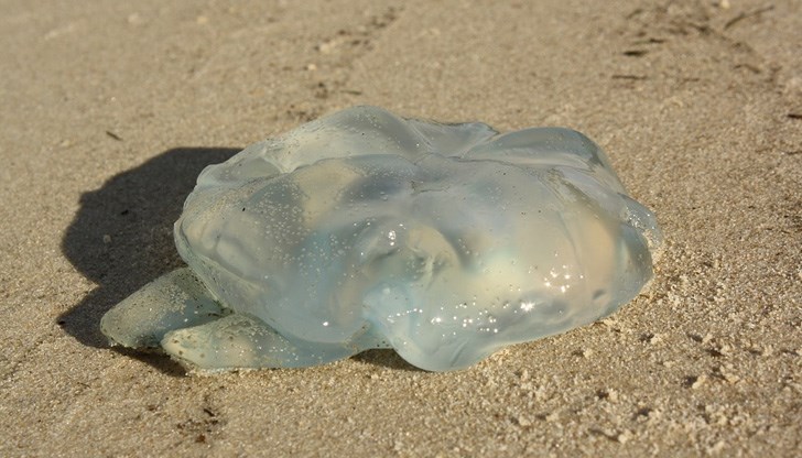 Колко опасни са медузите по родните плажове?