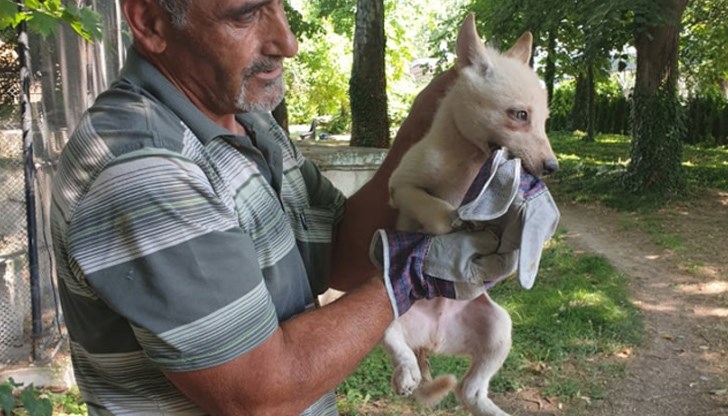 Това е първото бяло вълче, което е родено в зоопарка през последните 20 години