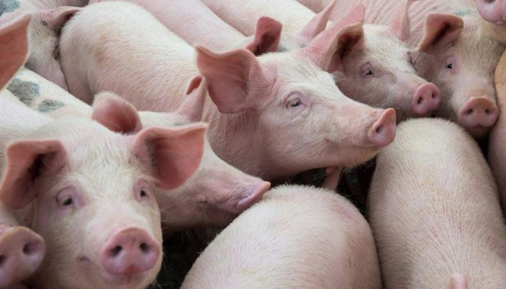 Унищожават още свине в Русенско