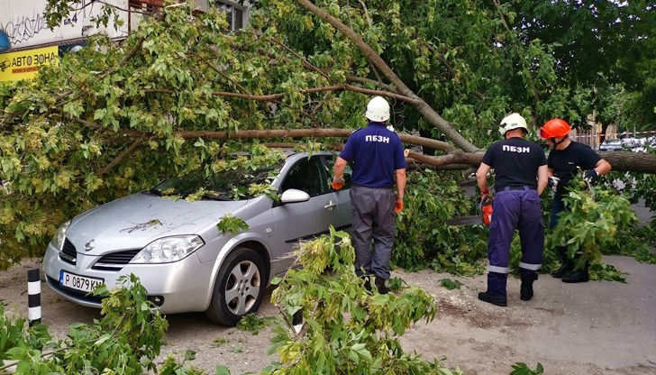Силните пориви на вятъра прекършиха дървото като кибритена клечка