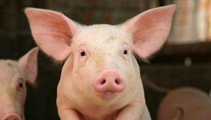 Окончателните официални резултати обаче ще излязат довечера Окончателните официални резултати обаче ще излязат довечера