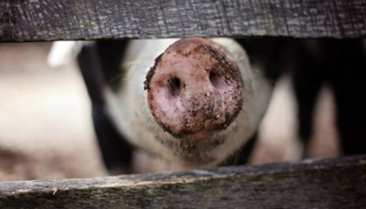 Ще бъде представена актуалната обстановка относно африканска чума по свинете