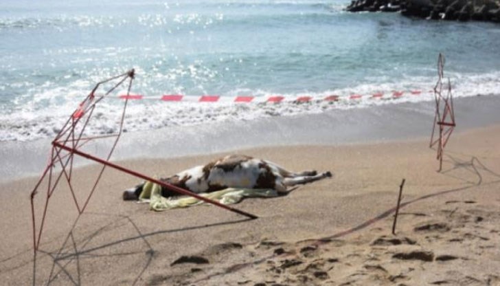 Труповете били забелязани от плажуващи в късния следобед вчера Труповете били забелязани от плажуващи в късния следобед вчера