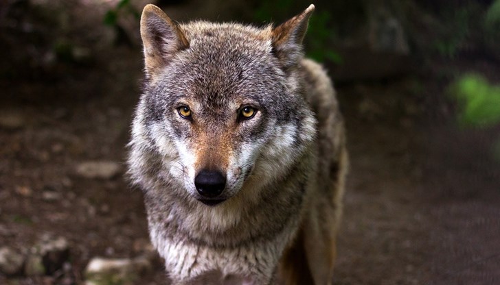 За дива свиня - 50 лева