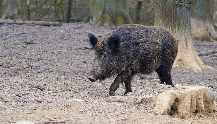В землището на селото е потвърден случай на заболяването африканска чума при дива свиня