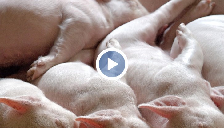 Стопаните се опитвали да го "спасят"