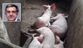 Роден учен: Няма чума, жегата убива прасетата