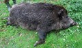 Тестват за Африканска чума открито мъртво диво прасе край Девин