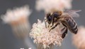 Във Великобритания "осъдиха" турска пчела на смърт
