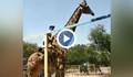 Пиян мъж язди жираф в зоопарк