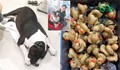 Ветеринари извадиха 32 гумени патета от стомаха на куче