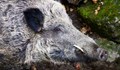 Дива свиня нападна турист в Стара планина