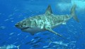 Учени откриха жива акула на 500 години