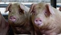 30% от индустриалното свиневъдство в България вече е унищожено