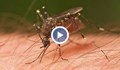 Комари разнасят вирусен менингит у нас
