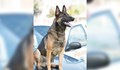 Полицейско куче загина, затворено в нагорещена патрулка