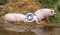 Тромава процедура за обезщетения при чумата по свинете