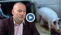 Окончателно: Умъртвяват всички животни в свинекомплекса в Голямо Враново