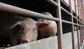 Свинекомплексите в Русенско се готвят да възстановят дейността си