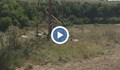 Десетки щъркели станаха жертва на волтова дъга