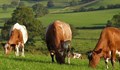 В Нова Зеландия искат фермерите да плащат за правото да замърсяват атмосферата