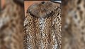 Предадоха на русенския музей палта от кожа на защитени животни