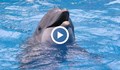 Бебе-делфинче почина в делфинариума във Варна