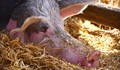 Десет отговора за чумата по свинете