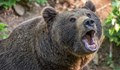 Мечка нападна двама мъже в Южна Румъния