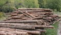 Африканската чума е на път да блокира дърводобива в Смолян