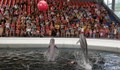 Варненци: Затворете завинаги делфинариума