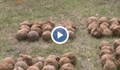 Откриха 150 стари гюлета до крайбрежната зона на Русе
